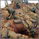 Hamburger Hill. Вьетнам, май 1969